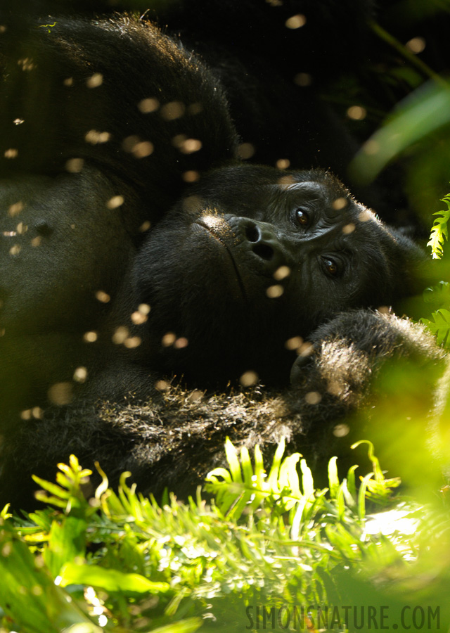 Gorilla beringei beringei [400 mm, 1/160 sec at f / 5.6, ISO 1600]